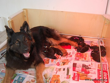 Zazou is bevallen van 12 prachtige pups